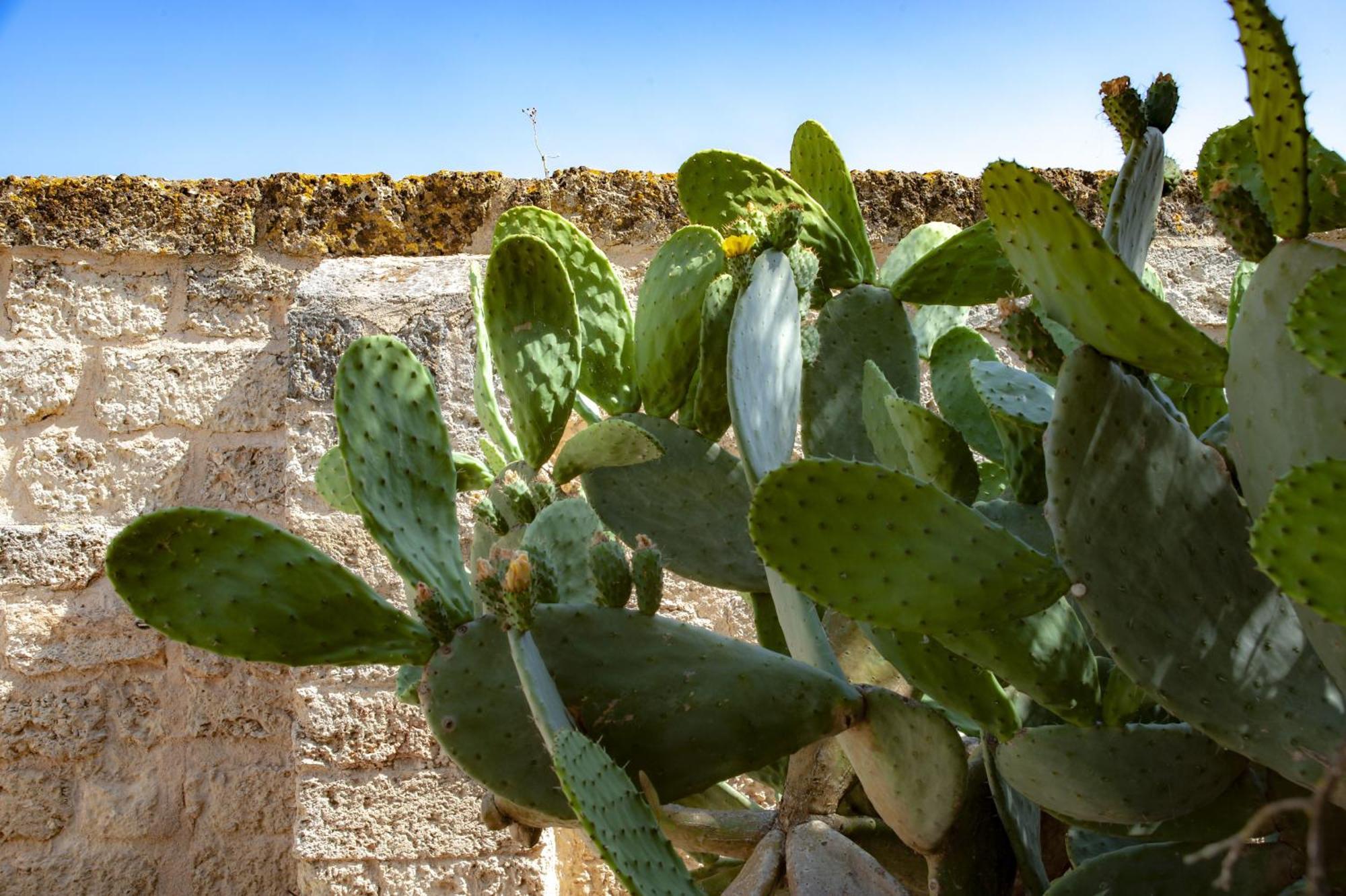 Masseria Bernardini By Symphonya Luxury Rentals Nardò Exterior foto